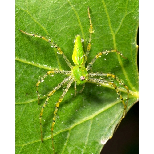 USA, California, Dew on a Green Lynx Spider